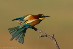 21 Bienenfresser - Merops apiaster